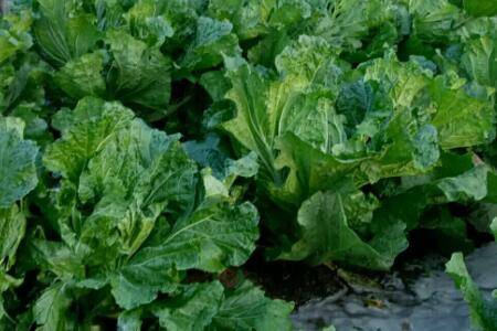 ��ײ˺����ò��ý�ˮ_�߲���ֲ