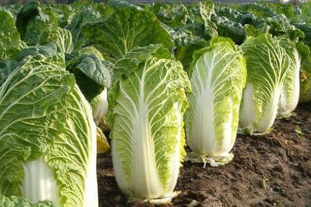 山东大白菜怎么种植_蔬菜种植