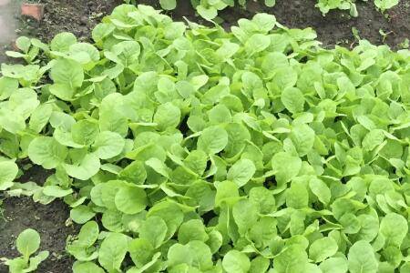 白菜一亩地能种多少棵_蔬菜种植