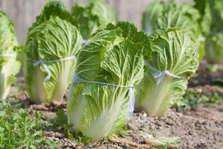 大白菜一年种几次_蔬菜种植