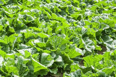 �����ְײ����������ײ˵���ֲ��������Щ_�߲���ֲ