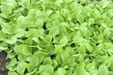 白菜怎么防治虫害_蔬菜种植