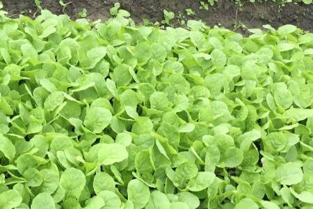 白菜苗怎么移栽长得快_蔬菜种植