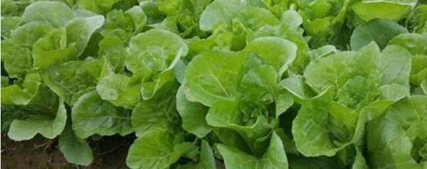 小白菜什么时候撒草木灰_种植问答