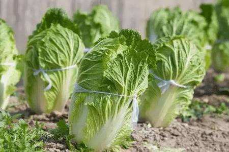 ˪����ײ��ܲ�������_�߲���ֲ