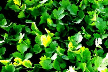 ���·���ô�����_�߲���ֲ