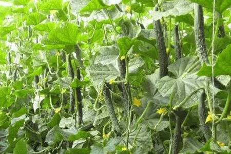 ���·���ô����ƹ�_�߲���ֲ