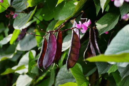 八月份怎么种秋豆角_蔬菜种植