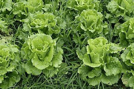 适合夏天种的叶菜类蔬菜,空心菜和生菜及韭菜都不错_蔬菜种植