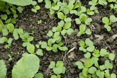 白菜几天出苗,播种后3-4天出苗_蔬菜种植