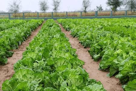 白菜浇水除草与间苗追肥要求_蔬菜种植