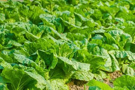 种植白菜的六点要求_蔬菜种植