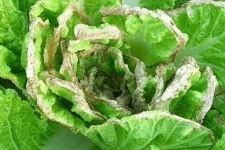 �ײ�˪ù��֢״�����η���_�߲���ֲ