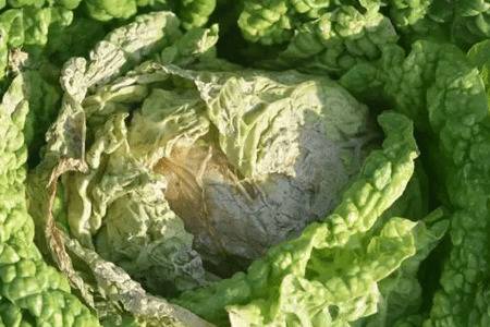 �ײ�������֢״�����η���_�߲���ֲ