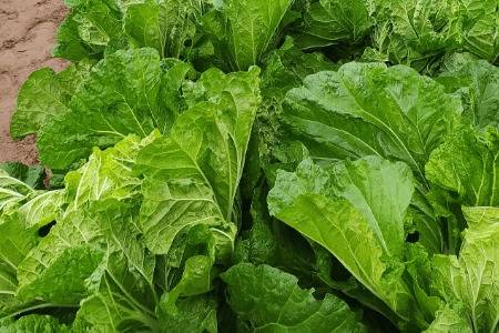 �����ײ���ô��ֲ_�߲���ֲ