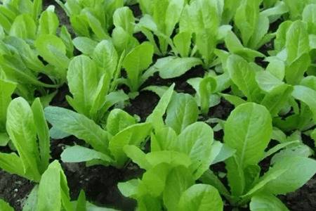 ��ײ˸ճ�����ʲôҩ����ײ�ʲôʱ��׷��_�߲���ֲ