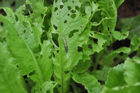 怎么能让小白菜不生虫_蔬菜种植