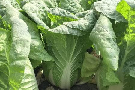 �＾��ײ�ʲôʱ�佽ˮ_�߲���ֲ