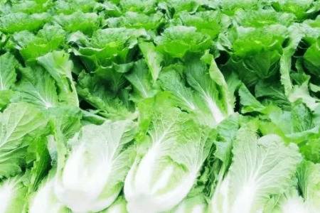 ˪����ײ˻��ܲ�������_�߲���ֲ