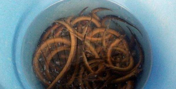 黄鳝怎么去骨,两大去骨方法看一看_养鱼