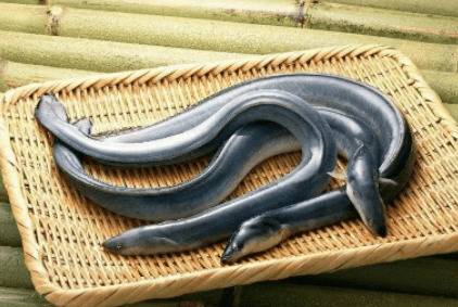 鳗鱼和白鳝鱼有什么区别_养鱼
