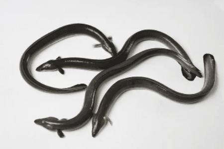 鳗鱼是淡水鱼还是海鱼_养鱼