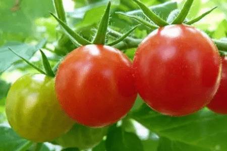 番茄为什么叫狼桃_蔬菜种植