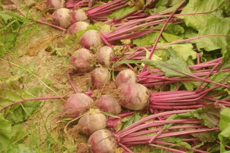 甜菜心腐病的防治方法_蔬菜种植