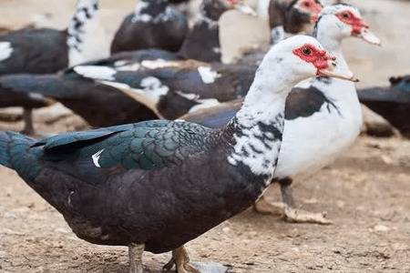 番鸭怎么养,建养殖场地与挑选鸭苗很重要_养鸭