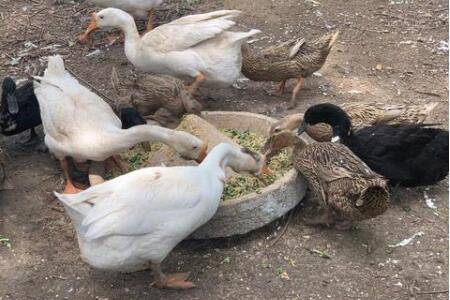 鸭子能不能直接喂生大米_养鸭