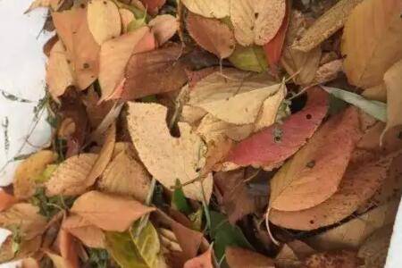 ��Ҷ��ô��������_ũҩ����