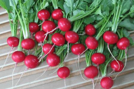 樱桃萝卜的种植方法_蔬菜种植