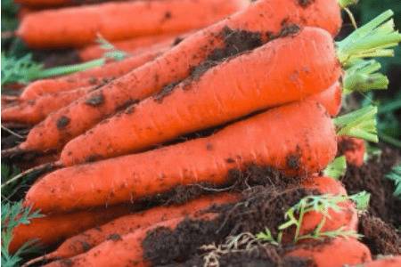 头伏萝卜指什么萝卜_蔬菜种植