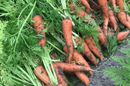 北方胡萝卜什么时间种植_蔬菜种植