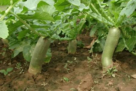 ���ܲ����·���ֲ_�߲���ֲ