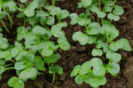 �ײ˳�����콽һ��ˮ_�߲���ֲ