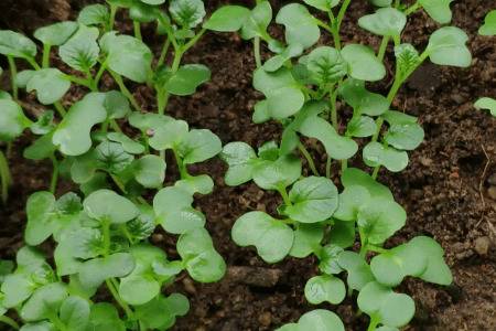 �ײ˳�����ô�ҩ_�߲���ֲ