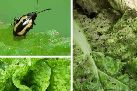 �ײ˳������ʲôԭ��_�߲���ֲ