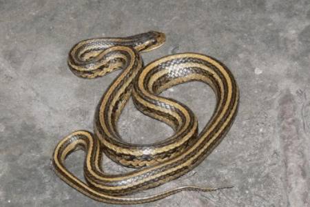 ���������ߵĶ���_����