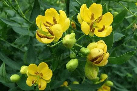 养鸡如何防蛇_养鸡