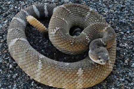 响尾蛇是什么蛇_养蛇