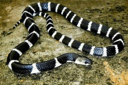 银环蛇和白环蛇有什么区别_养蛇