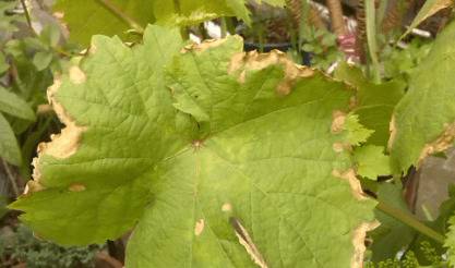 葡萄叶子发黄的处理方法_瓜果种植