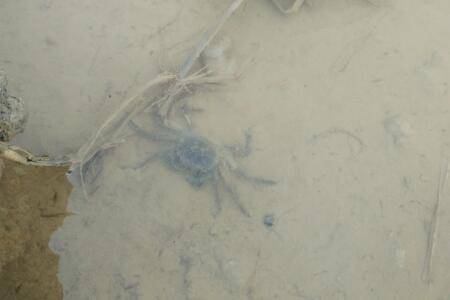 蟹塘水白浑怎么办_养蟹