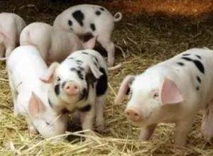 小猪咬架的处理方法_养猪