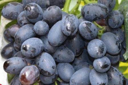 黑色无籽葡萄的五大品种_瓜果种植