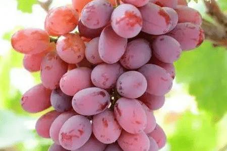 晚熟葡萄的五大品种_瓜果种植