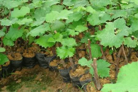 ���������ֵ����_�Ϲ���ֲ