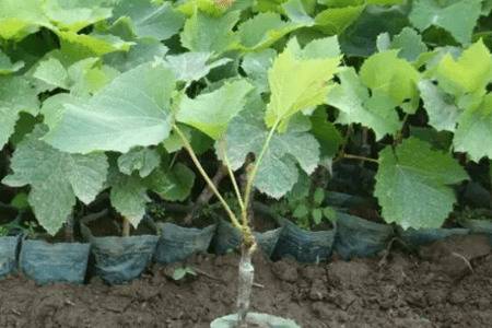 ��������ǰ�Ĵ�������_�Ϲ���ֲ