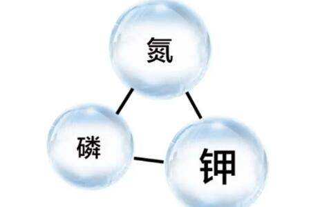 ���׼������ַ���_ũҩ����